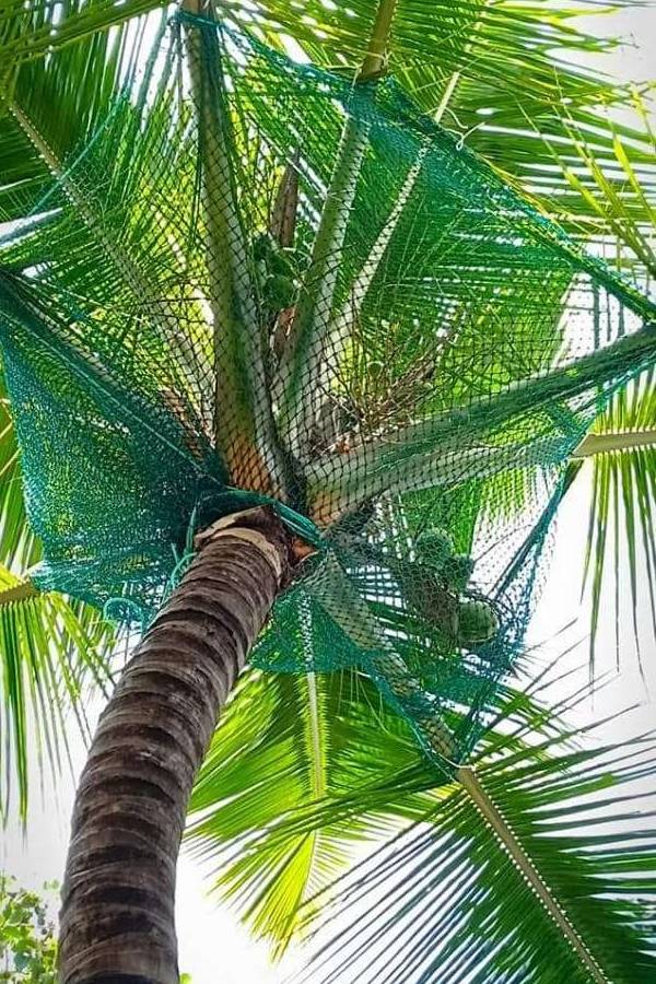 Coconut Tree Safety Nets in Thiruvananthapuram